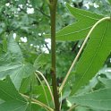 Liquidambar styraciflua rameau